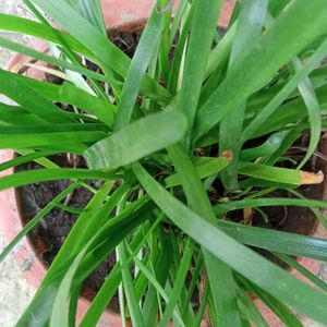 Rani Lily Plants