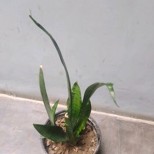 Snake Plant Sapling, Indoor Plants