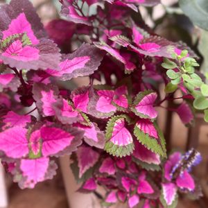 Coleus Plant Cuttings 5 Stems