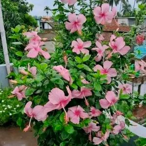 Combo Of 3 Color Hibiscus Cutting Available