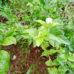 Star Jasmin Plant