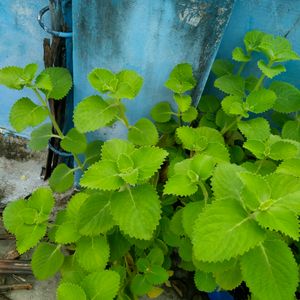 Ajwain Plant Cuttings