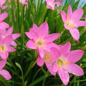 Lily For Home Gardening