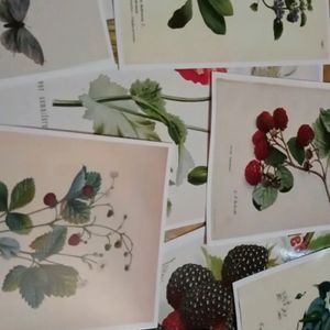 Botanical Prints For Room Decor