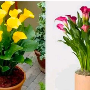 Combo Of 4 Color Calla Lilly Plant With Root