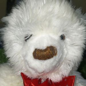 White Teddy Soft Toys