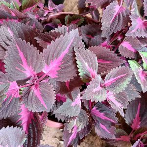 Coleus