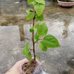 Red Flower Plant