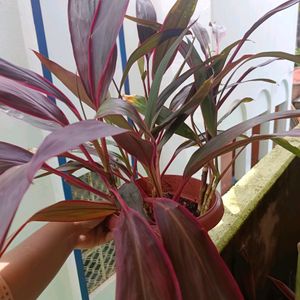 Cordyline Fruticosa Plant+ Caladium Plant Whole