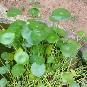 Pennywort