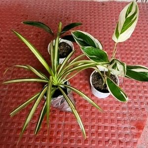 Set 3 Never...&Dracaena Ruby Healthy Plant