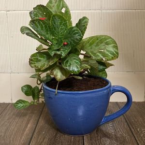 Episcia  Cupreata Plant