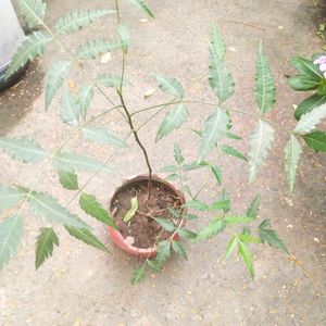 Neem Plant With Healthy Root