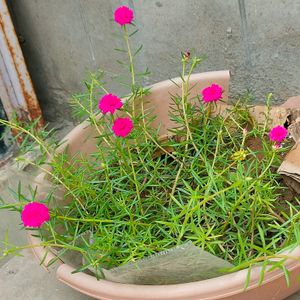 Portulaca Plant Combo Of 2 Colours Pink/Yellow