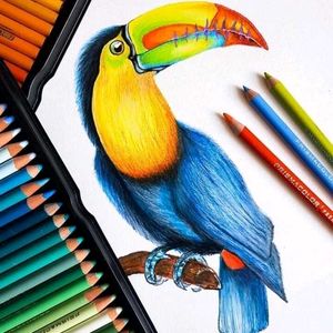 Bird Drawing