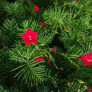 Cypress Vine Live Plant RED