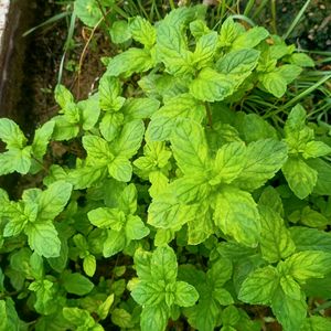 Pudina/ Mint Plant