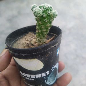 Rare And Expensive Cactus Plant