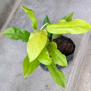 Five Varieties Plants Combo