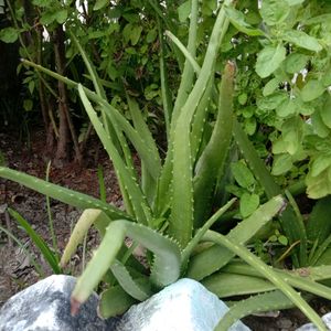 1 Aloe Vera Live Baby Plant