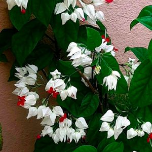 Brautiful Bleeding Heart Flower Plant With Root