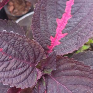 Coleus 1st Type