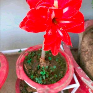 Beautiful Healthy Red Flower Bulb 5 Pcs.only