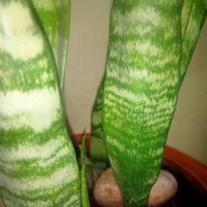 Real Snake Plant