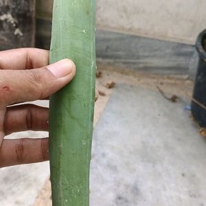 Aloe Vera Leaves