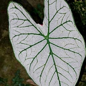 Caladium White Christmas