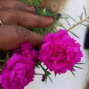 Combo Of 3 colour Portulaca Cutting And Seeds