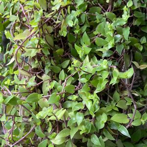 Turtle Vine And Tangled Heart Plant