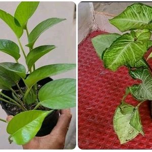 Pack 2 Arrowhead & Evergreen Money Plant 🌱& Pot