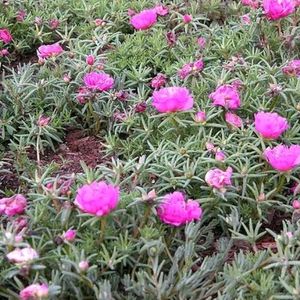 Portulaca Plant