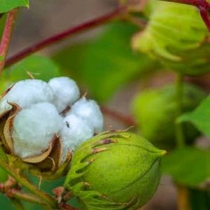 Cotton Plant Seeds