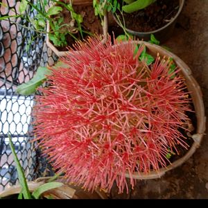 Football Lily Seeds