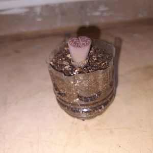 Rare Succulent (Lithop)bare Root