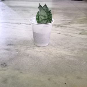 Dwarf Snake Plant In White Plastic Glass