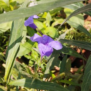 Purple 💜 Ruellia Tuberosa Plant Saplings