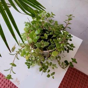 Pilea Depressa Plant & Pot