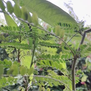 KEELANELLI SEEDS(see Below Leaves In Pictures)