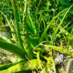 Natural Aloe vera Leaves (Not Plant)