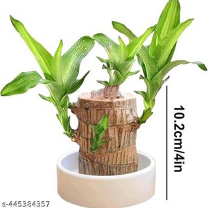 Brazilian Lucky Wood Plant,Good Luck Live Plant