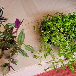 Pack 2 Zebronics &Tradescantia fluminensis Pl