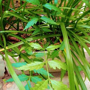 Neem Plant