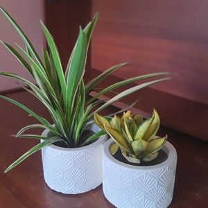 Concrete Pot With Plant