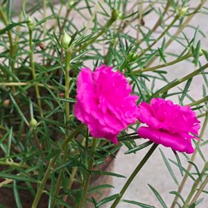 20🌸 Beautiful Pink Moss-rose purslane 🌸🌸