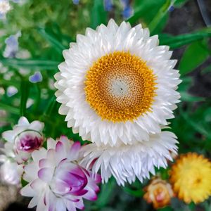 Strawflowers/Plastic Flowers