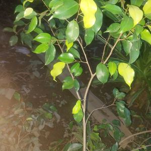 Ficus Benjamina