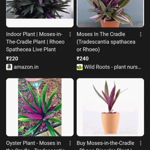 Sale 💥💥💥💥moses In Cradle Plant 🌿✨✨🌿potted🌿